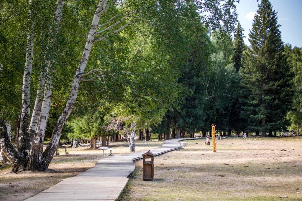 Birch forest in the national park