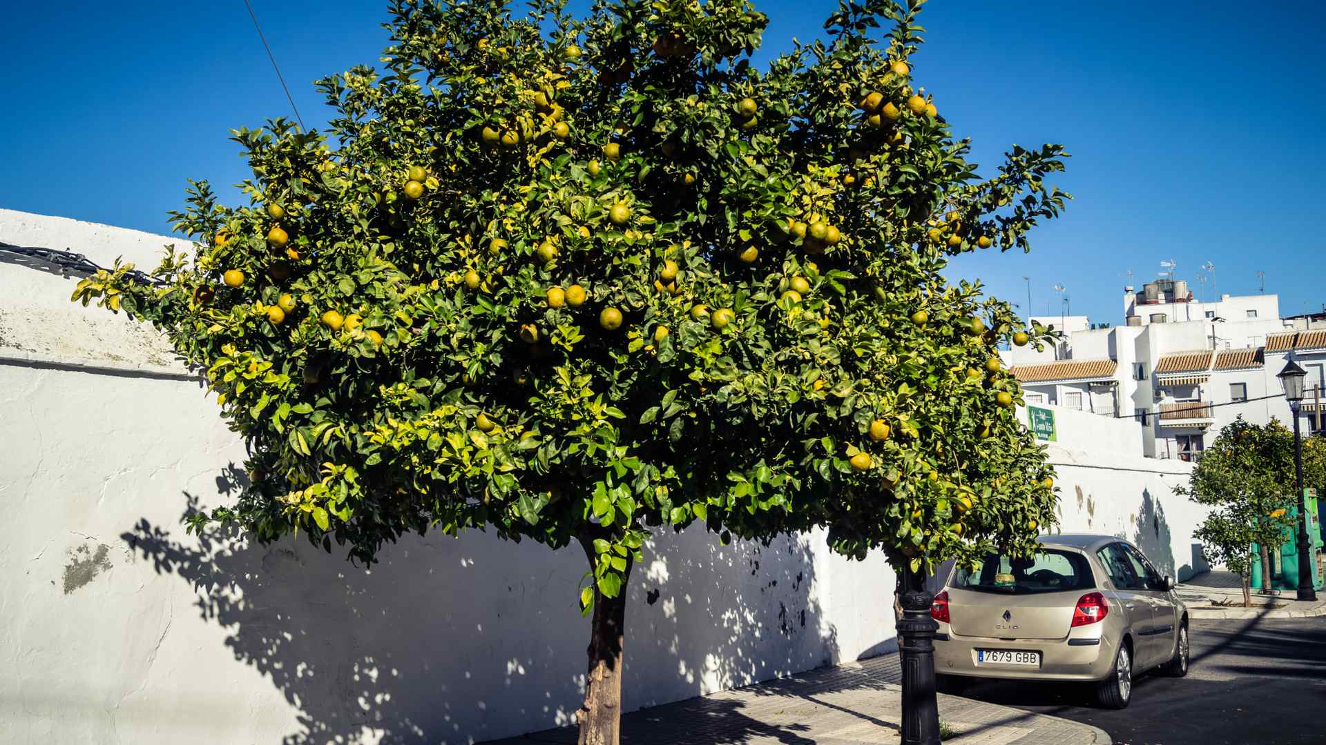 Orangenbäume gehören zum Stadtbild Sevillas