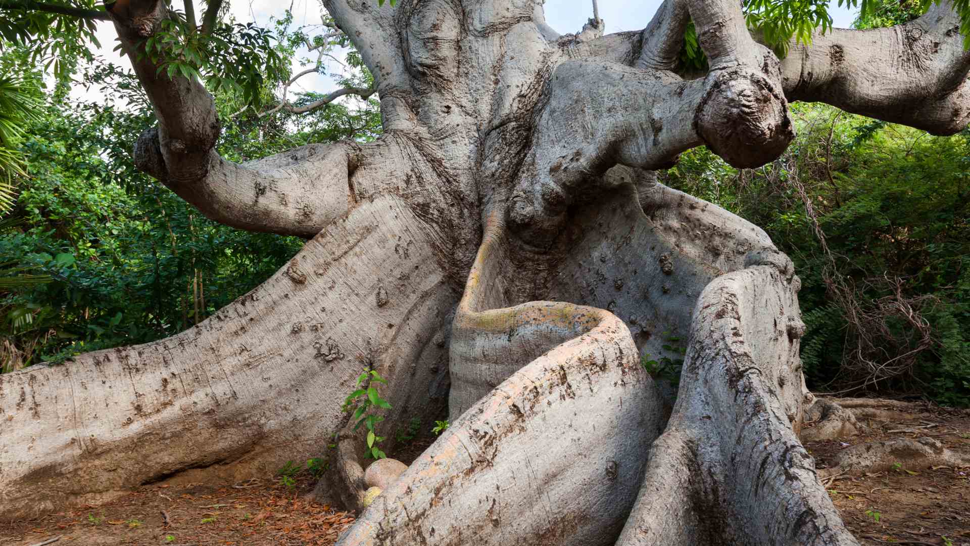 oldest-tree-on-curacao