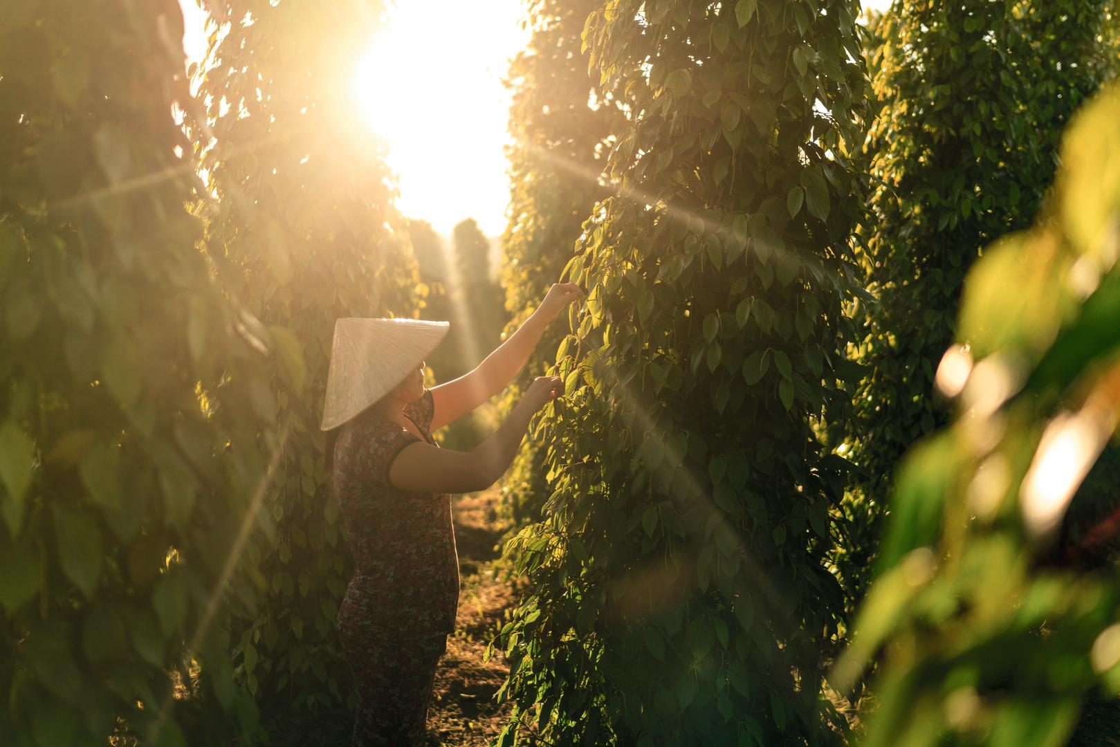 phu quoc pepper farm