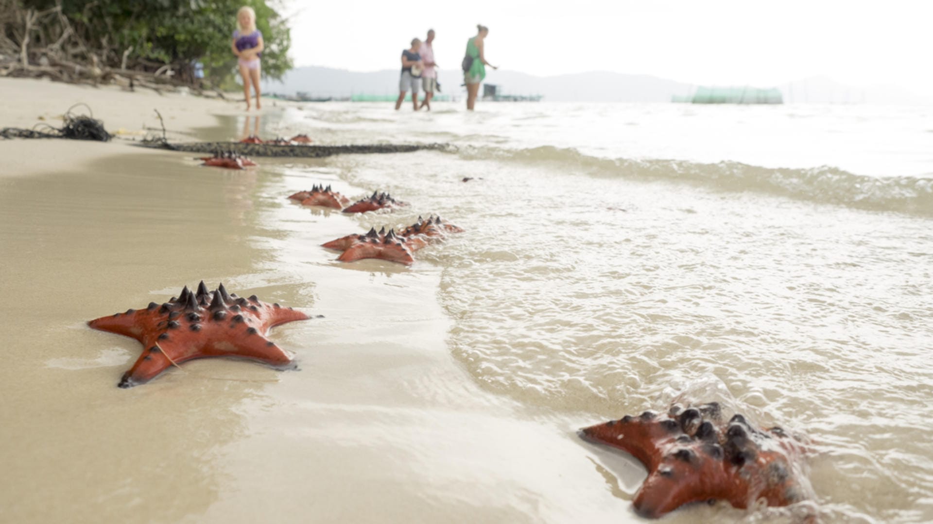 Starfish in Phu Quoc